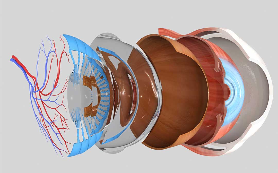 What can an optometrist diagnose? What can an optometrist diagnose?